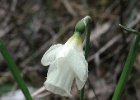 Narcis   J.Hoogeveen