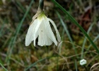 Narcis   J.Hoogeveen