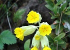 Slanke sleutelbloem   J.Hoogeveen