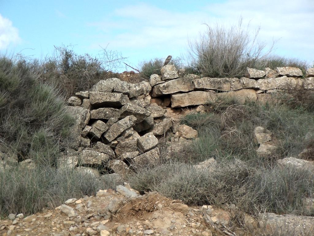 Steenuil