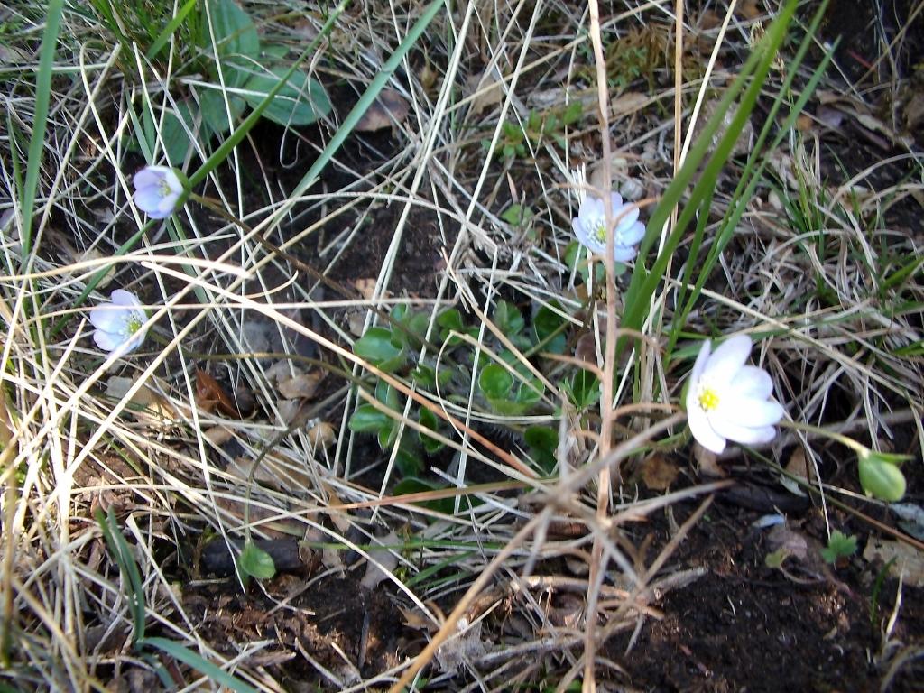 Leverbloem