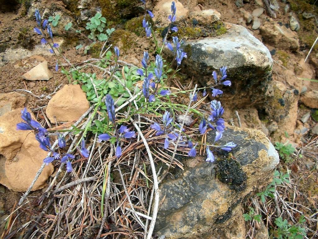 Añisclo. Blauw helmkruid