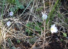 Leverbloem   M.van der Stoop