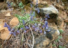 Añisclo. Blauw helmkruid   M.van der Stoop