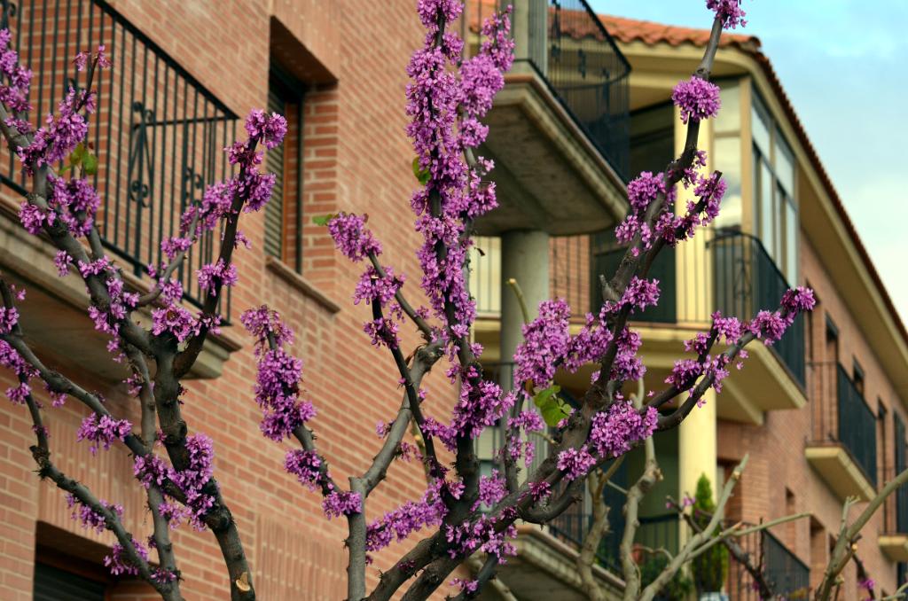Alcolea de Cinca