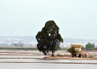 Parc Natural del Delta de l'Ebre   P.Bernard
