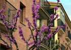 Alcolea de Cinca   P.Bernard