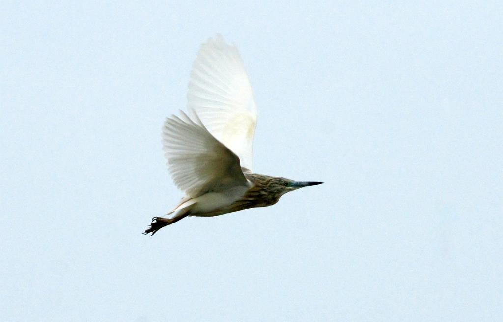 Ralreiger