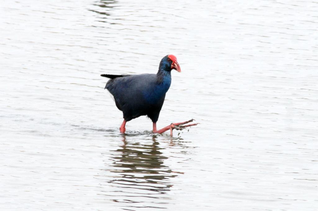 Purperkoet