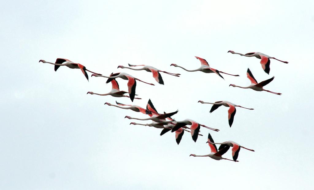 Flamingo