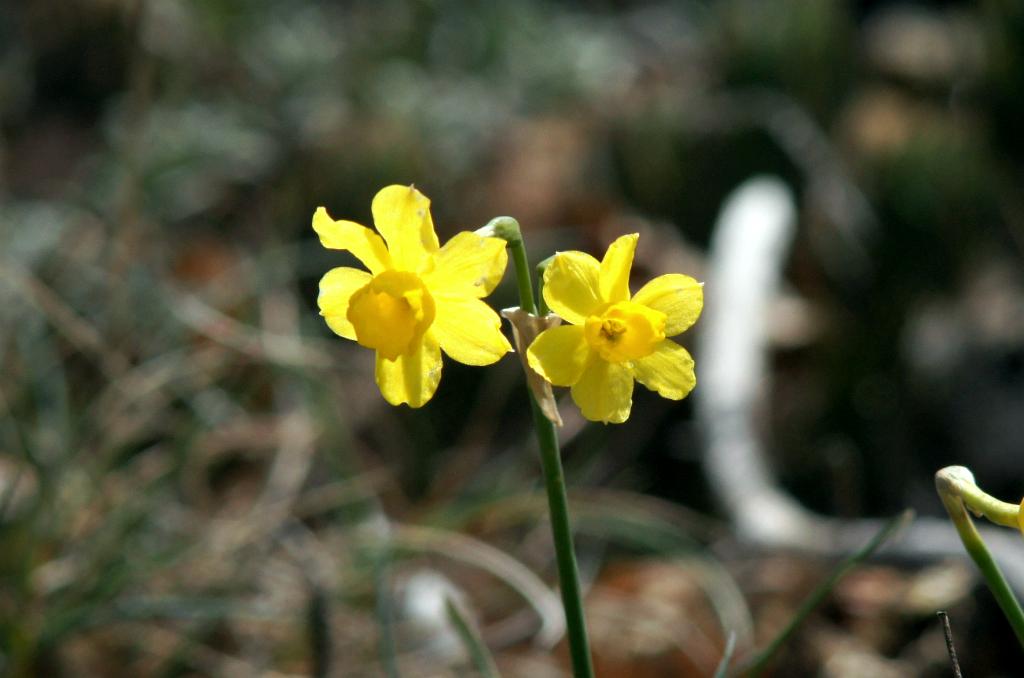 Narcis