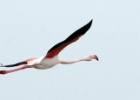 Flamingo   T.Renniers