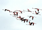 Flamingo   T.Renniers