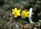 Narcis   T.Renniers