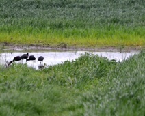 Zwarte ibis Zwarte ibis