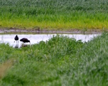 Zwarte ibis Zwarte ibis