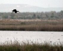 2014-04-27 19.19.19 zwarte ibis