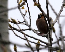 Appelvink Appelvink