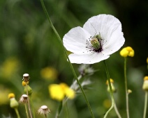 Witte klaproos Witte klaproos