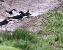 Roodstuitzwaluw en Huiszwaluw Roodstuitzwaluw en Huiszwaluw