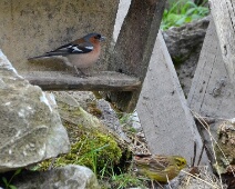 Vink en Geelgors Vink en Geelgors