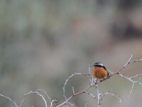 20180206 - 104551 - Ko Katsman