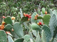 20180206 - 154600 - Cactussen Ourikavallei - Bert van Eijk