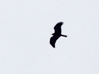 20180206 - 172627 - Zwarte Wouw - Aat Bender