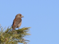 20180207 - 093415 - Kruisbek man - Gerda van der Meer