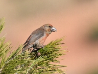 20180207 - 103900 - Kruisbek - Ton Renniers