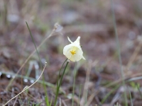 20180207 - 112313 - Hoepelroknarcis - Gerda van der Meer