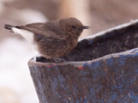 20180207 - 144400 - Zwarte Tapuit - Cor Martijn