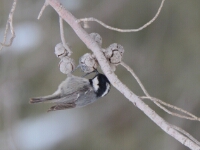 20180207 - 151853 - Ko Katsman