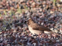 20180207 - 180800 - Buulbuul - Cor Martijn