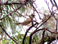 20180208 - 102130 - Grauwe Buulbuul in hoteltuin - Bert van Eijk