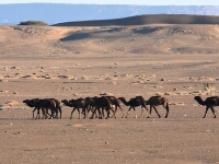 20180211 - 100400 - Merzouga - Ton Renniers