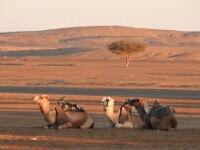 20180212 - 071200 - Merzouga - Ans Joustra