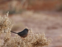 20180213 - 081809 - Provencaalse grasmus - Gerda van der Meer