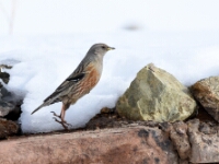 20180213 - 130200 - Alpenheggenmus - Ton Renniers