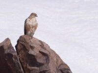 20180213 - 153100 - Atlasarendbuizerd - Cor Martijn