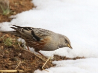 20180213 - 155158 - Alpenheggenmus - Jan van Kleef