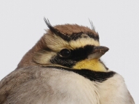 20180213 - 160553 - Alpenstrandleeuwerik - Gerda van der Meer