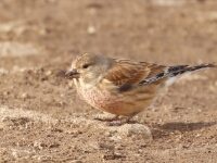 20180213 - 162000 - Kneu - Gerda van der Meer