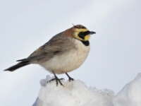 20180213 - 164600 - Atlasstrandleeuwerik - Ans Joustra