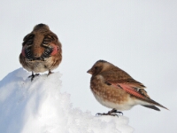 20180213 - 164700 - Atlasbergvink - Ans Joustra