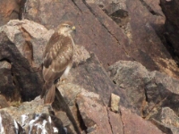 20180213 - 165153 - Arendbuizerd - Aat Bender