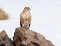 20180213 - 165154 - Arendbuizerd - Aat Bender