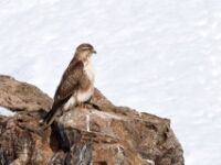 20180213 - 165500 - Arendbuizerd - Ton Renniers