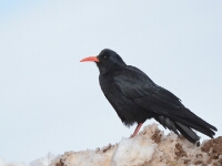 20180213 - 170343 - Ko Katsman