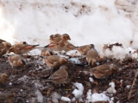 20180213 - 170400 - Atlasbergvink - Ton Renniers